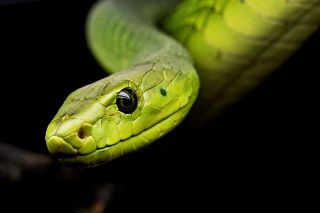 Soñar con animales ¿ Qué significa ?