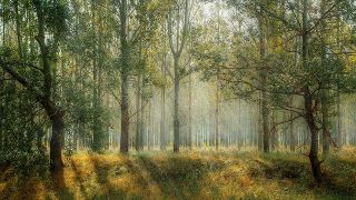 Soñar con árboles o bosques ¿ Qué significa ?